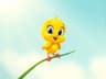 Tweety Bird